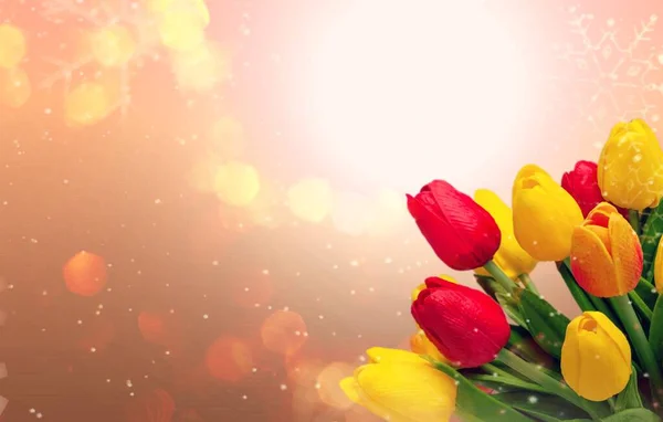 パステルの背景に美しい色のチューリップの花 — ストック写真