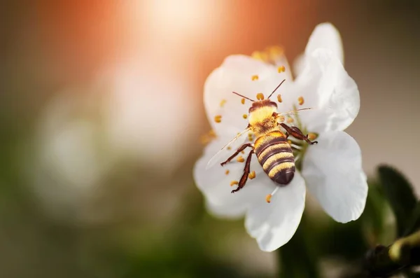 Świeże Dzikie Kwiaty Kwitnące Pszczołą Zielonej Łące — Zdjęcie stockowe
