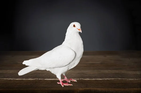 Symbol Wolności Dla Świata Piękny Biały Gołąb — Zdjęcie stockowe