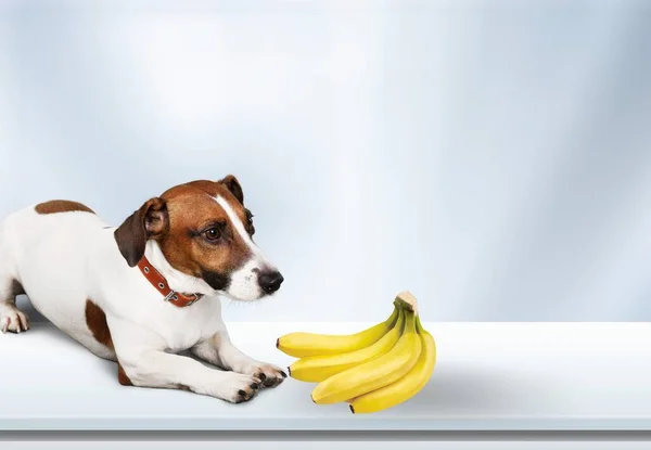 Милая Маленькая Собачка Держит Банан Полу — стоковое фото