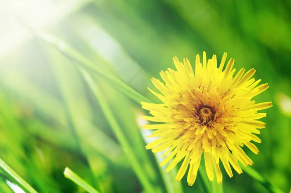 Gelber Löwenzahn Blüht Grünen Gras — Stockfoto