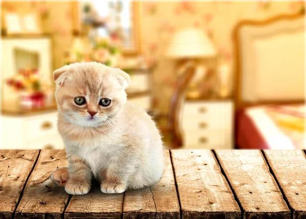 桌子上有一只可爱的带条纹小猫咪 — 图库照片