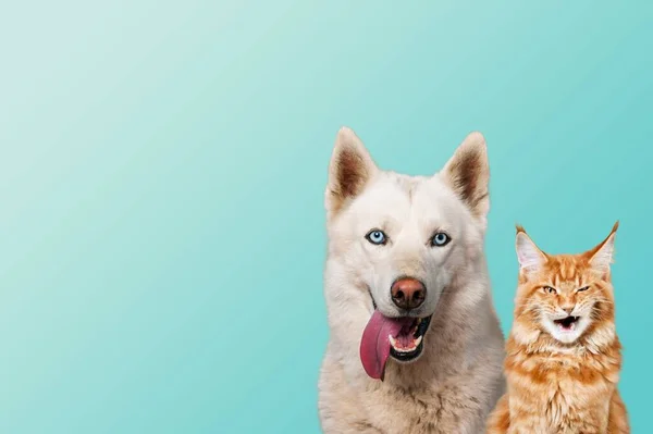 Banner Dois Animais Estimação Famintos Gato Cão Fundo Colorido — Fotografia de Stock