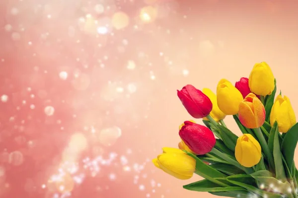 Όμορφες Χρωματιστές Τουλίπες Λουλούδια Παστέλ Φόντο — Φωτογραφία Αρχείου
