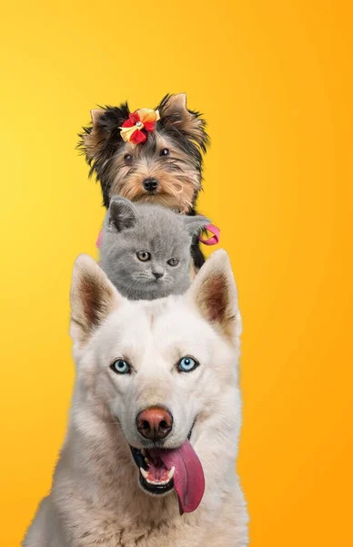Two Cute Dogs One Cat Staring Camera Front Yellow Background — Stock Photo, Image