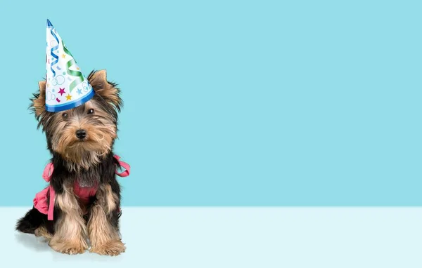 Leuke Hond Met Een Feestmuts Hondenvoer Reclame Voor Huisdieren — Stockfoto