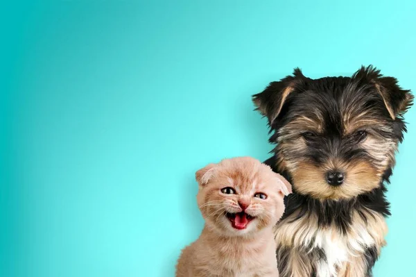 Retrato Bonito Gato Cão Frente Fundo Azul Brilhante — Fotografia de Stock