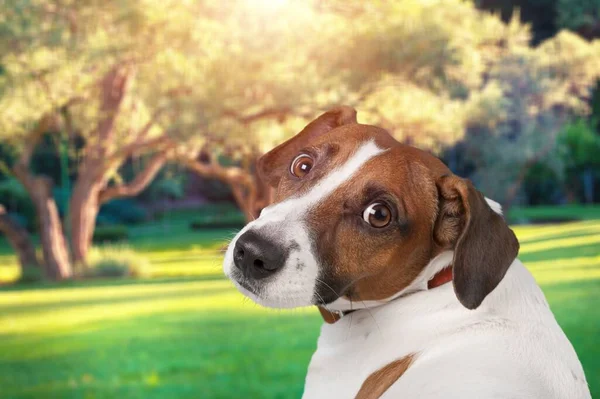 Sorrindo Cão Bonito Parque Cidade Retrato — Fotografia de Stock