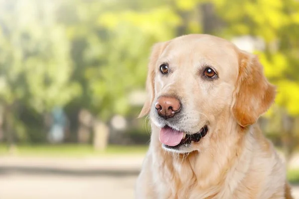 Şehir Parkındaki Portrede Gülümseyen Sevimli Köpek — Stok fotoğraf