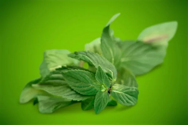 Färska Gröna Mynta Blad Ett Skrivbord — Stockfoto