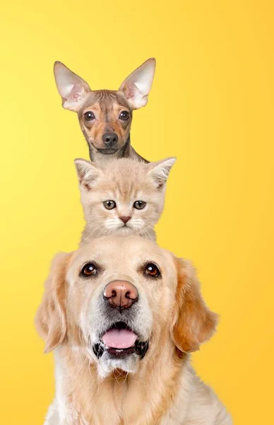 Dois Cachorros Bonitos Gato Olhando Para Câmera Frente Fundo Amarelo — Fotografia de Stock