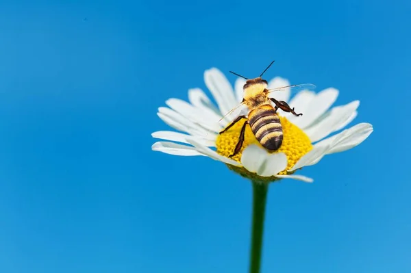 Flor Silvestre Fresca Floreciendo Con Una Abeja Sobre Fondo Azul — Foto de Stock