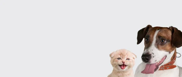 Banner Two Hungry Pets Cat Dog Light Background — Stock Photo, Image