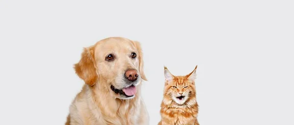 Banner Dois Animais Estimação Famintos Gato Cão Fundo Leve — Fotografia de Stock