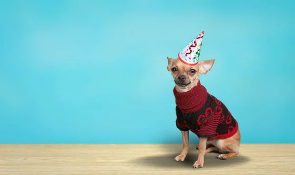 Cão Com Chapéu Natal Fundo Azul — Fotografia de Stock