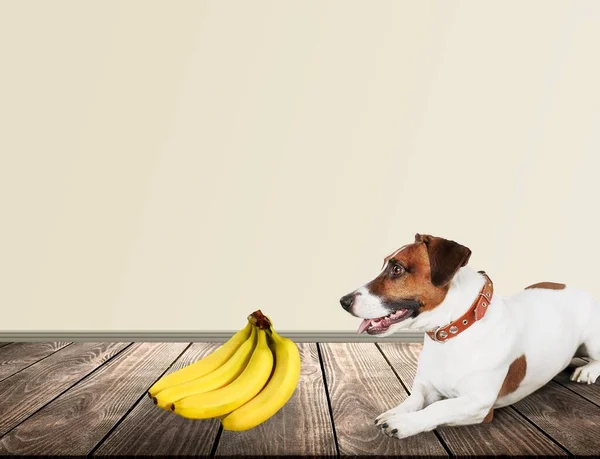 Roztomilý Malý Pes Drží Banán Podlaze — Stock fotografie
