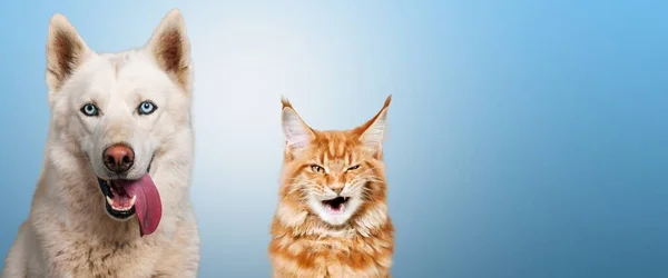 Banner Two Hungry Pets Cat Dog Colored Background — Stock Photo, Image