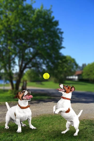 Dos Perros Lindos Están Jugando Corriendo Juntos Aire Libre Perros — Foto de Stock