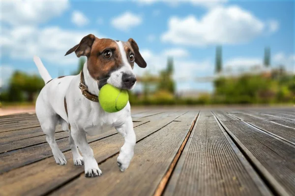 Concetto Sicurezza Cura Degli Animali Domestici Con Cane Che Gioca — Foto Stock