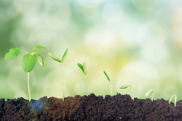Green Sprout Growing Soil Morning Light — Stock Photo, Image