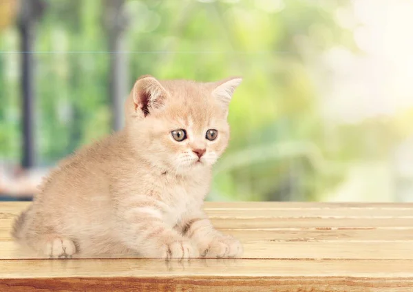 Söt Liten Randig Kattunge Skrivbordet — Stockfoto