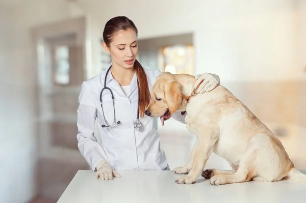 Medizin Haustierpflegekonzept Hunde Und Tierarzt Der Tierklinik — Stockfoto