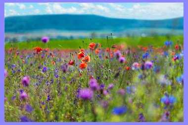 Mükemmel bir gökyüzü olan yeşil bir çiftliğin tarım arazisi..