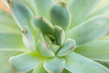 Çöldeki sulu bitki makrosu.