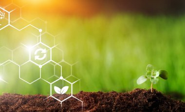 Güneşli bir günde tarlaya dikilmiş. Tarım, tarım endüstrisi. Yenilikler ve teknolojiler. Yeni yöntemlerin bilimsel çalışmaları ve geliştirilmesi ve çeşitlerin seçimi, genetik mühendisliği.