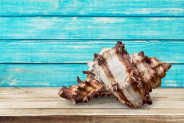 Ahşap zemin üzerinde deniz kabukları