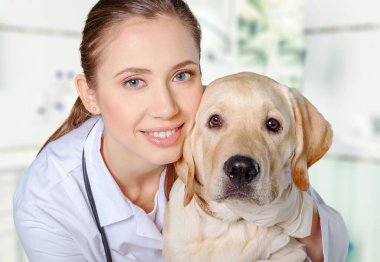 Labrador 'un beyaz köpek yavrusu beyaz kazaklı kadınla kanepede uzanıyor.