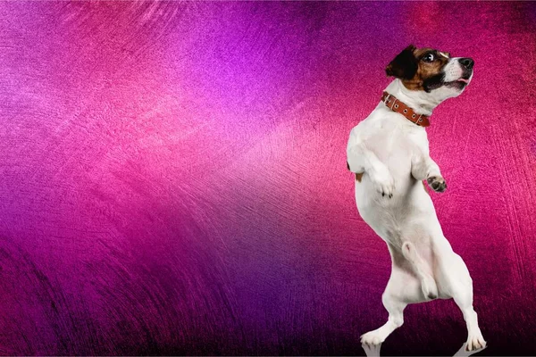 Σκύλος Ροζ Φόντο — Φωτογραφία Αρχείου