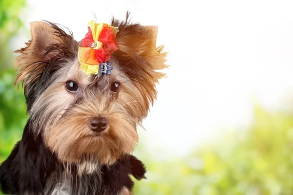 Lindo Encantador Cachorro Con Una Flor Cabeza Sentado Sobre Fondo — Foto de Stock