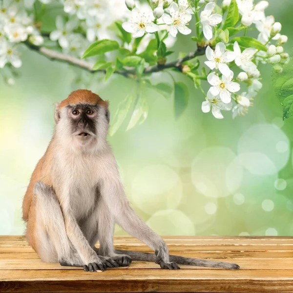 Cute Monkey Zwierzę Drewnianym Stole — Zdjęcie stockowe