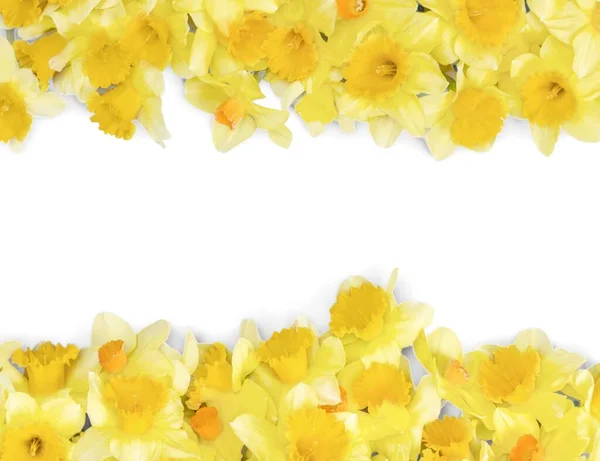 Jarní Roztomilé Žluté Narcisy — Stock fotografie