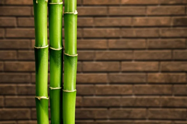 Many Bamboo Stalks Brick Background — Stock Photo, Image