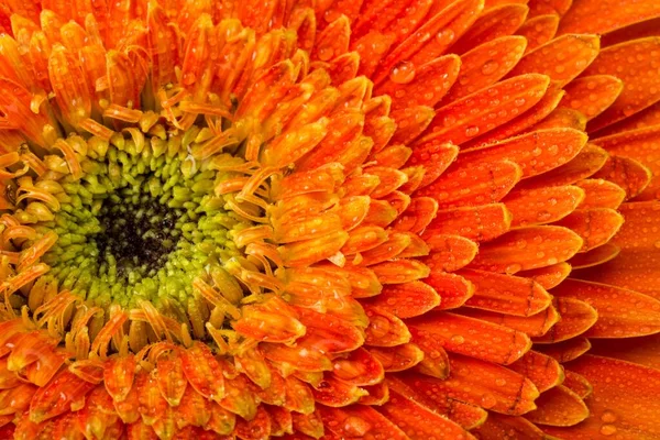 Orange Gerbera Daisy Med Vatten Droppar — Stockfoto