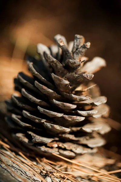 Fond Cône Pin Sur Rocher — Photo