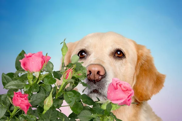 Valentijnsdag Concept Grappig Portret Schattig Puppy Hond Houden Roos Bloem — Stockfoto