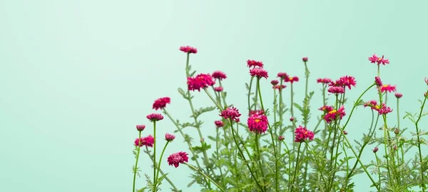 Olá Spring Lindas Flores Frescas Primavera Contra Fundo Leve — Fotografia de Stock