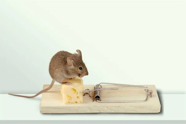 Armadilha Com Queijo Mouse Mesa Close — Fotografia de Stock