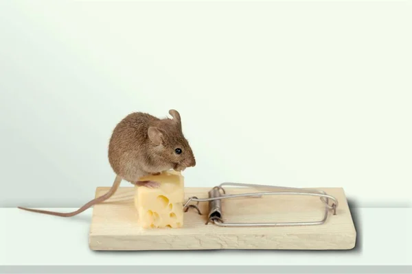 Piège Avec Fromage Souris Sur Table Gros Plan — Photo