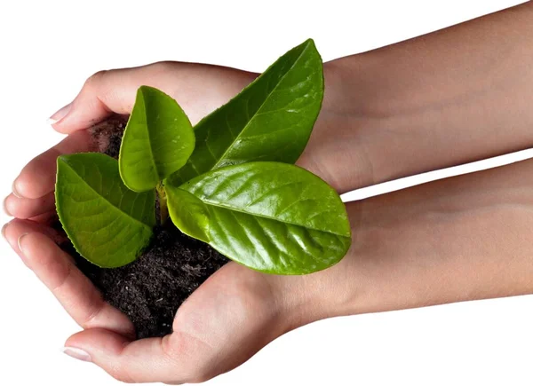 Hand Hält Eine Grüne Pflanze Isoliert Auf Weißem Hintergrund — Stockfoto
