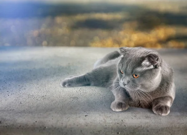 British Shorthair Cat Lying White Table Looking Copy Space Banner — Stock Photo, Image