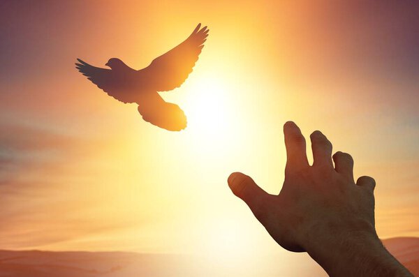 Man praying and free bird enjoying nature on sunset, Human raising hands. Worship christian Religion. silhouette pigeon flying out of two hand and freedom concept and international day of peace.