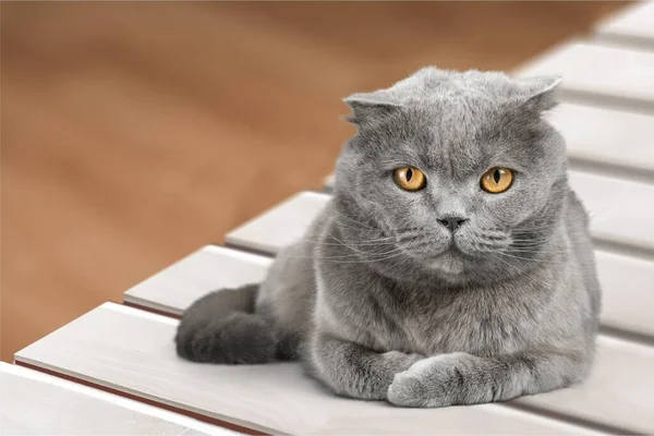 Retrato Gato Britânico Shorthair Fundo Branco — Fotografia de Stock