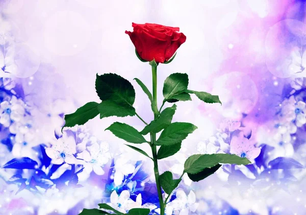 Beautiful Red Rose Bright Background — Stock fotografie