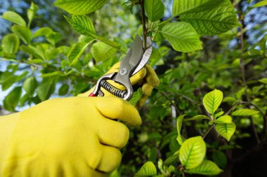Baharın bahçe işleri. Çiftçi el, bahçedeki bir ağacın dallarını budama makasıyla keser. Kırpma makası ile insan budama ağacı. Bahar ağacı yakın..