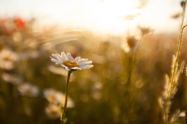 Birçok çiçek çayırda papatyalar doğal doğada..