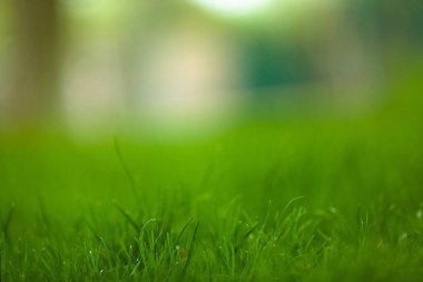 Çayırdaki Yeşil Çekirge